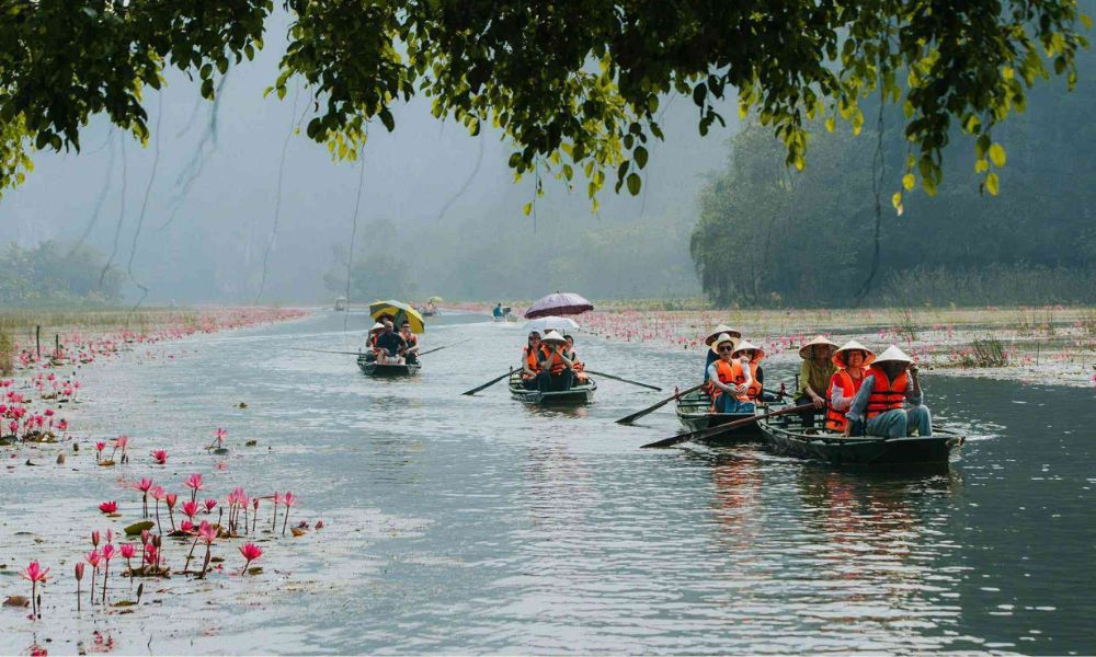 ninh-binh-water-lily-season